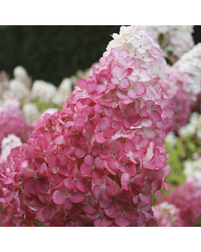 Гортензія волотиста Сандей Фрейз / Ренсан ® | Hydrangea paniculata Sundae Fraise / Rensun ® | Гортензия метельчатая Сандей Фрейз / Ренсан ®