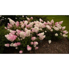 Гортензія волотиста Сандей Фрейз / Ренсан ® | Hydrangea paniculata Sundae Fraise / Rensun ® | Гортензия метельчатая Сандей Фрейз / Ренсан ®