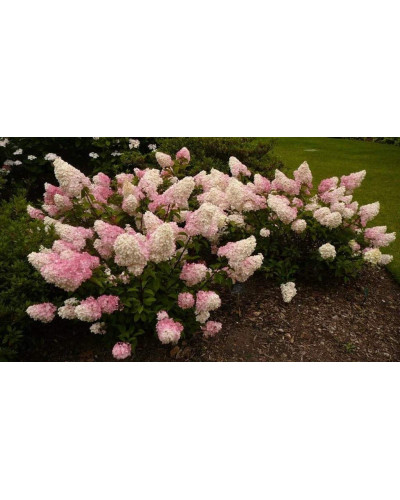 Гортензія волотиста Сандей Фрейз / Ренсан ® | Hydrangea paniculata Sundae Fraise / Rensun ® | Гортензия метельчатая Сандей Фрейз / Ренсан ®