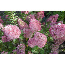 Гортензія волотиста Сандей Фрейз / Ренсан ® | Hydrangea paniculata Sundae Fraise / Rensun ® | Гортензия метельчатая Сандей Фрейз / Ренсан ®