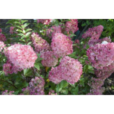 Гортензія волотиста Сандей Фрейз / Ренсан ® | Hydrangea paniculata Sundae Fraise / Rensun ® | Гортензия метельчатая Сандей Фрейз / Ренсан ®