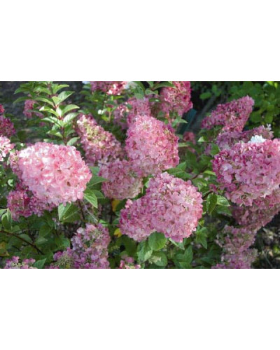 Гортензія волотиста Сандей Фрейз / Ренсан ® | Hydrangea paniculata Sundae Fraise / Rensun ® | Гортензия метельчатая Сандей Фрейз / Ренсан ®