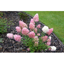 Гортензія волотиста Сандей Фрейз / Ренсан ® | Hydrangea paniculata Sundae Fraise / Rensun ® | Гортензия метельчатая Сандей Фрейз / Ренсан ®