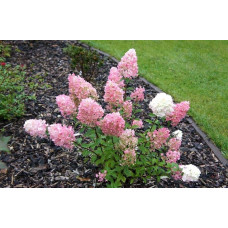 Гортензія волотиста Сандей Фрейз / Ренсан ® | Hydrangea paniculata Sundae Fraise / Rensun ® | Гортензия метельчатая Сандей Фрейз / Ренсан ®