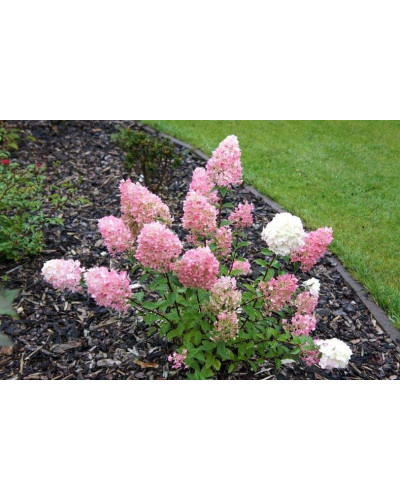 Гортензія волотиста Сандей Фрейз / Ренсан ® | Hydrangea paniculata Sundae Fraise / Rensun ® | Гортензия метельчатая Сандей Фрейз / Ренсан ®