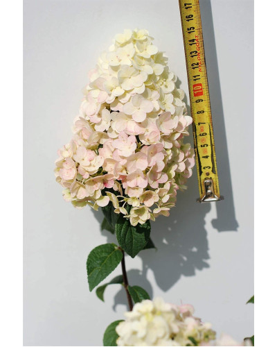 Гортензія волотиста Сандей Фрейз / Ренсан ® | Hydrangea paniculata Sundae Fraise / Rensun ® | Гортензия метельчатая Сандей Фрейз / Ренсан ®