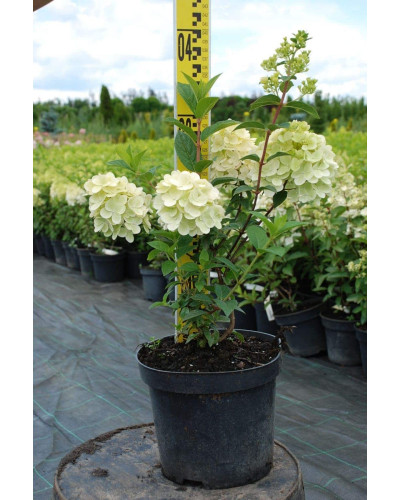 Гортензія волотиста Сандей Фрейз / Ренсан ® | Hydrangea paniculata Sundae Fraise / Rensun ® | Гортензия метельчатая Сандей Фрейз / Ренсан ®