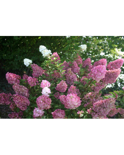 Гортензія волотиста Сандей Фрейз / Ренсан ® | Hydrangea paniculata Sundae Fraise / Rensun ® | Гортензия метельчатая Сандей Фрейз / Ренсан ®