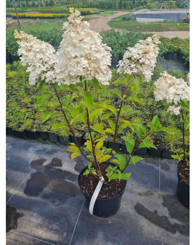 Гортензія волотиста Сандей Фрейз / Ренсан ® | Hydrangea paniculata Sundae Fraise / Rensun ® | Гортензия метельчатая Сандей Фрейз / Ренсан ®