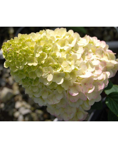 Гортензія волотиста Сандей Фрейз / Ренсан ® | Hydrangea paniculata Sundae Fraise / Rensun ® | Гортензия метельчатая Сандей Фрейз / Ренсан ®