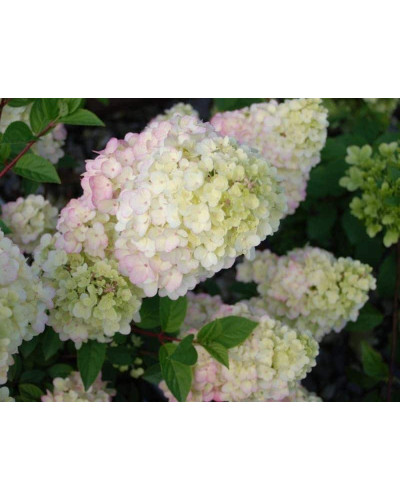 Гортензія волотиста Сандей Фрейз / Ренсан ® | Hydrangea paniculata Sundae Fraise / Rensun ® | Гортензия метельчатая Сандей Фрейз / Ренсан ®