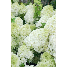 Гортензія волотиста Полар Бір (біла) | Hydrangea paniculata Polar Bear (white) | Гортензия метельчатая Полар Бир (белая)