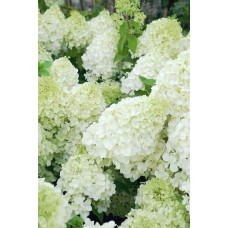 Гортензія волотиста Полар Бір (біла) | Hydrangea paniculata Polar Bear (white) | Гортензия метельчатая Полар Бир (белая)