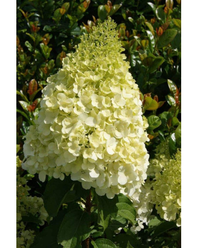 Гортензія волотиста Полар Бір (біла) | Hydrangea paniculata Polar Bear (white) | Гортензия метельчатая Полар Бир (белая)