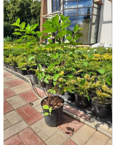 Гортензія волотиста Полар Бір (біла) | Hydrangea paniculata Polar Bear (white) | Гортензия метельчатая Полар Бир (белая)