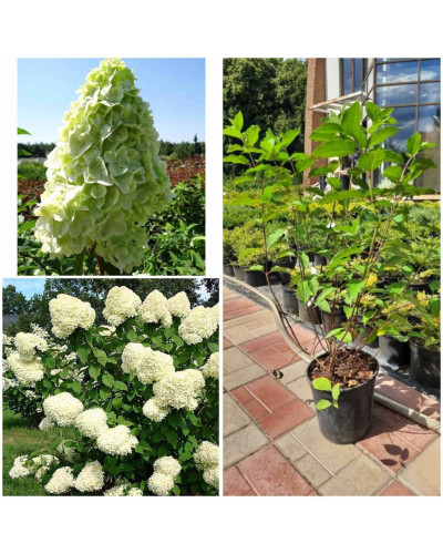 Гортензія волотиста Полар Бір (біла) | Hydrangea paniculata Polar Bear (white) | Гортензия метельчатая Полар Бир (белая)