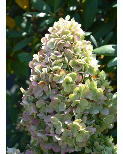 Гортензія волотиста Полар Бір (біла) | Hydrangea paniculata Polar Bear (white) | Гортензия метельчатая Полар Бир (белая)