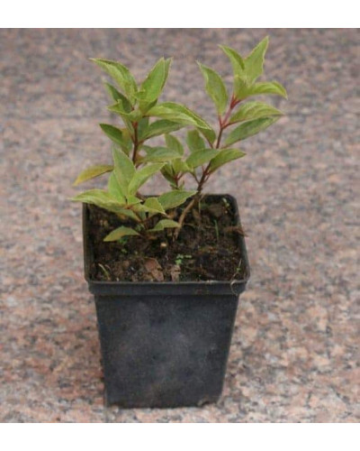 Гортензія волотиста Полар Бір (біла) | Hydrangea paniculata Polar Bear (white) | Гортензия метельчатая Полар Бир (белая)