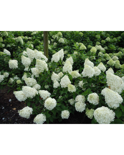 Гортензія волотиста Полар Бір (біла) | Hydrangea paniculata Polar Bear (white) | Гортензия метельчатая Полар Бир (белая)