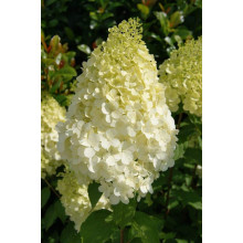 Гортензія волотиста Полар Бір (біла) | Hydrangea paniculata Polar Bear (white) | Гортензия метельчатая Полар Бир (белая)
