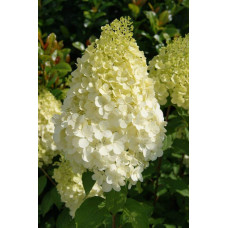 Гортензія волотиста Полар Бір (біла) | Hydrangea paniculata Polar Bear (white) | Гортензия метельчатая Полар Бир (белая)
