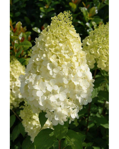Гортензія волотиста Полар Бір (біла) | Hydrangea paniculata Polar Bear (white) | Гортензия метельчатая Полар Бир (белая)