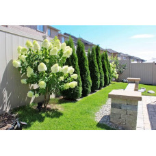 Гортензія волотиста Полар Бір (біла) | Hydrangea paniculata Polar Bear (white) | Гортензия метельчатая Полар Бир (белая)