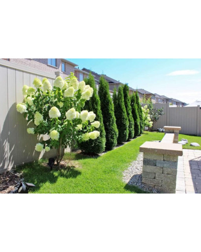 Гортензія волотиста Полар Бір (біла) | Hydrangea paniculata Polar Bear (white) | Гортензия метельчатая Полар Бир (белая)