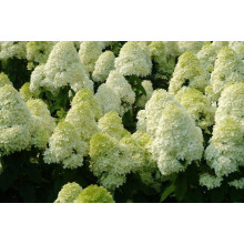 Гортензія волотиста Полар Бір (біла) | Hydrangea paniculata Polar Bear (white) | Гортензия метельчатая Полар Бир (белая)