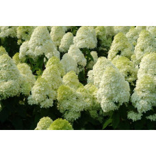 Гортензія волотиста Полар Бір (біла) | Hydrangea paniculata Polar Bear (white) | Гортензия метельчатая Полар Бир (белая)