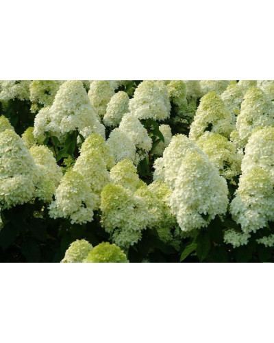 Гортензія волотиста Полар Бір (біла) | Hydrangea paniculata Polar Bear (white) | Гортензия метельчатая Полар Бир (белая)