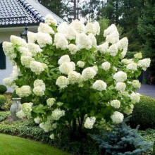 Гортензія волотиста Полар Бір (біла) | Hydrangea paniculata Polar Bear (white) | Гортензия метельчатая Полар Бир (белая)