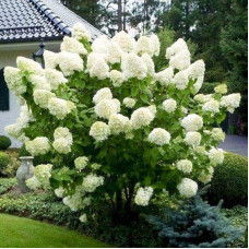Гортензія волотиста Полар Бір (біла) | Hydrangea paniculata Polar Bear (white) | Гортензия метельчатая Полар Бир (белая)