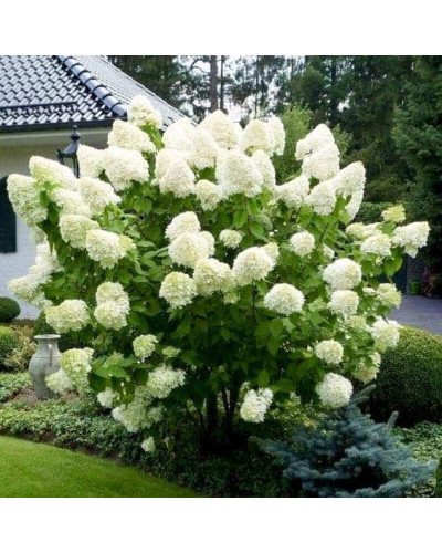 Гортензія волотиста Полар Бір (біла) | Hydrangea paniculata Polar Bear (white) | Гортензия метельчатая Полар Бир (белая)