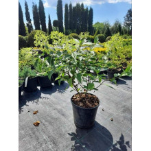 Гортензія волотиста Полар Бір (біла) | Hydrangea paniculata Polar Bear (white) | Гортензия метельчатая Полар Бир (белая)