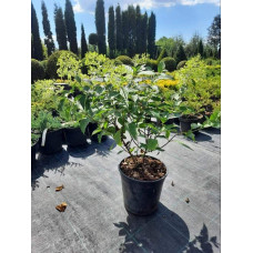 Гортензія волотиста Полар Бір (біла) | Hydrangea paniculata Polar Bear (white) | Гортензия метельчатая Полар Бир (белая)
