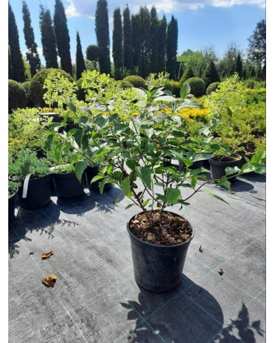Гортензія волотиста Полар Бір (біла) | Hydrangea paniculata Polar Bear (white) | Гортензия метельчатая Полар Бир (белая)