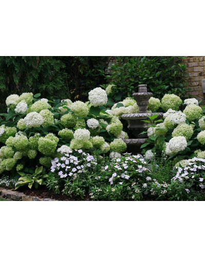 Гортензія волотиста Полар Бір (біла) | Hydrangea paniculata Polar Bear (white) | Гортензия метельчатая Полар Бир (белая)