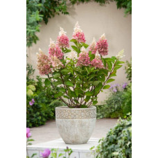 Гортензія волотиста Пінкі Вінкі PBR/® | Hydrangea paniculata Pinky Winky PBR/® | Гортензия метельчатая Пинки Винки PBR/®