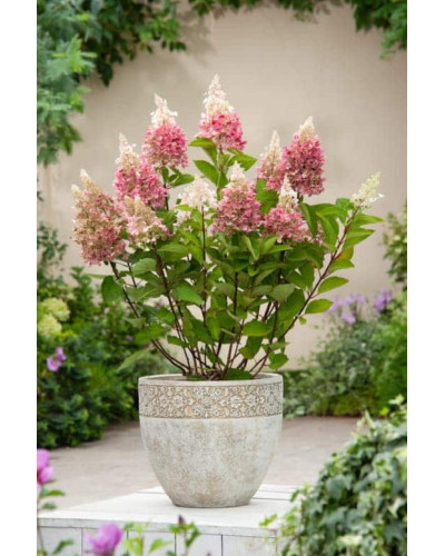 Гортензія волотиста Пінкі Вінкі PBR/® | Hydrangea paniculata Pinky Winky PBR/® | Гортензия метельчатая Пинки Винки PBR/®