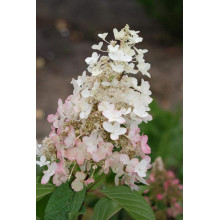 Гортензія волотиста Пінкі Вінкі PBR/® | Hydrangea paniculata Pinky Winky PBR/® | Гортензия метельчатая Пинки Винки PBR/®