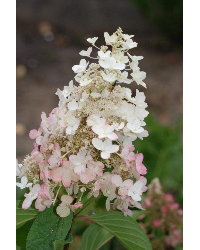 Гортензія волотиста Пінкі Вінкі PBR/® | Hydrangea paniculata Pinky Winky PBR/® | Гортензия метельчатая Пинки Винки PBR/®
