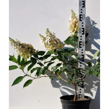 Гортензія волотиста Пінкі Вінкі PBR/® | Hydrangea paniculata Pinky Winky PBR/® | Гортензия метельчатая Пинки Винки PBR/®