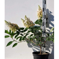 Гортензія волотиста Пінкі Вінкі PBR/® | Hydrangea paniculata Pinky Winky PBR/® | Гортензия метельчатая Пинки Винки PBR/®