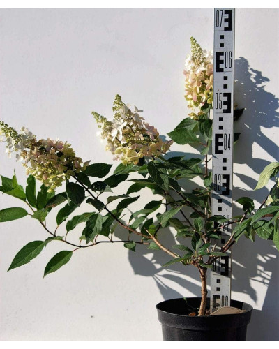 Гортензія волотиста Пінкі Вінкі PBR/® | Hydrangea paniculata Pinky Winky PBR/® | Гортензия метельчатая Пинки Винки PBR/®