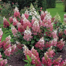 Гортензія волотиста Пінкі Вінкі PBR/® | Hydrangea paniculata Pinky Winky PBR/® | Гортензия метельчатая Пинки Винки PBR/®