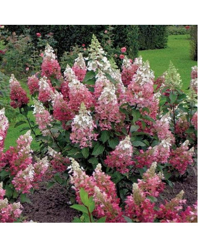 Гортензія волотиста Пінкі Вінкі PBR/® | Hydrangea paniculata Pinky Winky PBR/® | Гортензия метельчатая Пинки Винки PBR/®