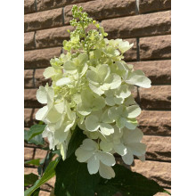 Гортензія волотиста Пінкі Вінкі PBR/® | Hydrangea paniculata Pinky Winky PBR/® | Гортензия метельчатая Пинки Винки PBR/®