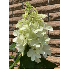 Гортензія волотиста Пінкі Вінкі PBR/® | Hydrangea paniculata Pinky Winky PBR/® | Гортензия метельчатая Пинки Винки PBR/®