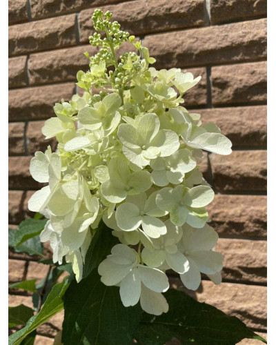 Гортензія волотиста Пінкі Вінкі PBR/® | Hydrangea paniculata Pinky Winky PBR/® | Гортензия метельчатая Пинки Винки PBR/®
